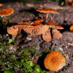 Kuehneromyces brunneoalbescens
