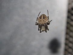 Neoscona menghaiensis