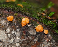 Trichoderma nothescens