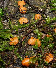 Trichoderma nothescens