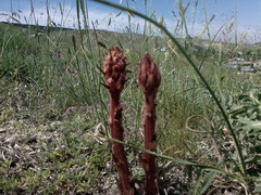 Orobanche pubescens