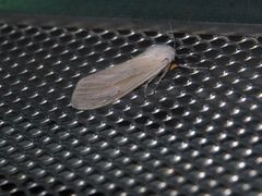 Creatonotos transiens vacillans