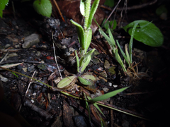 Arabis pycnocarpa adpressipilis