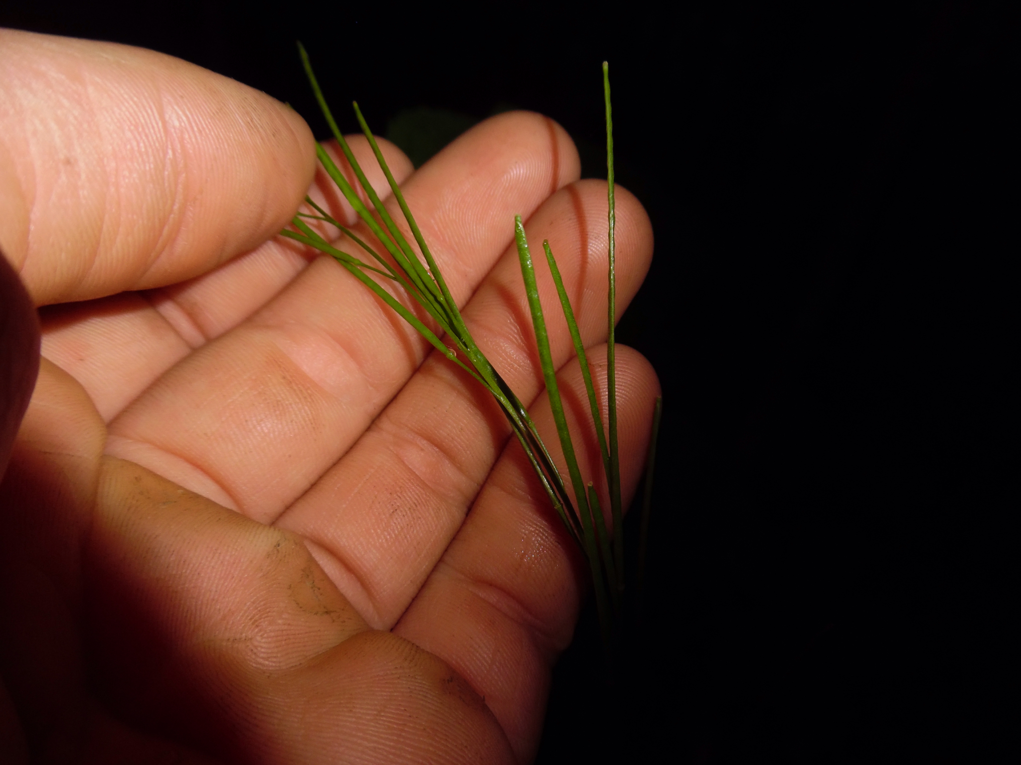 Arabis pycnocarpa var. adpressipilis