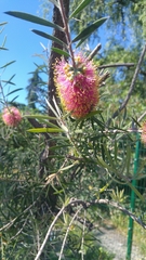 Melaleuca