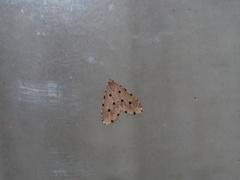 Metaemene atrigutta maculata