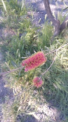 Melaleuca