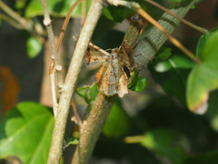 Krananda oliveomarginata