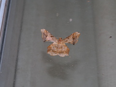 Krananda oliveomarginata