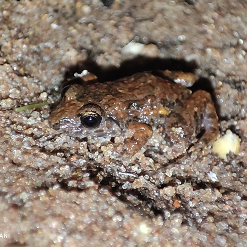 Chacoan Tropical Bullfrog, Adenomera diptyx