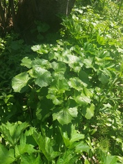 Parasenecio kamtschaticus