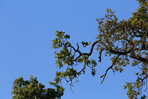 iNaturalist observation photo of Acorn Woodpecker
