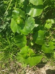 Parasenecio kamtschaticus