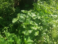 Parasenecio kamtschaticus