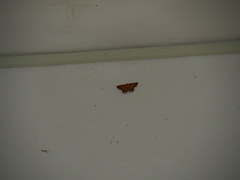 Entomopteryx combusta