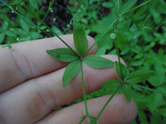 Galium circaezans