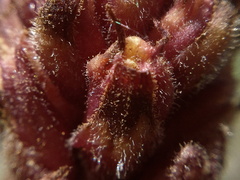 Orobanche pubescens