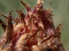 Orobanche pubescens