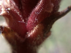 Orobanche pubescens