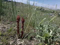 Orobanche pubescens