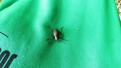 Andocamaria formosana
