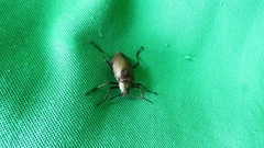 Andocamaria formosana