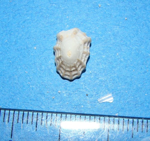 Diodora sieboldii