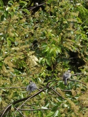 Parus major