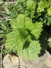 Urtica platyphylla