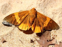 Chaetocneme critomedia