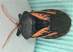 Oncomeris flavicornis