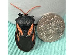 Oncomeris flavicornis