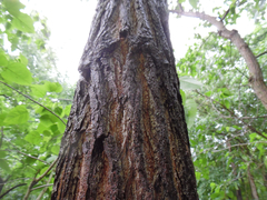 Populus heterophylla