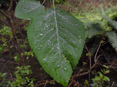 Populus heterophylla