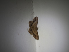Chiasmia monticolaria
