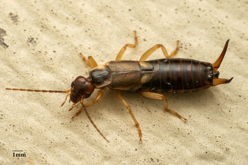European earwig