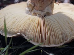 Amanita ochrophylla