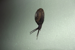 Caracolus caracolla