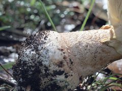 Amanita ochrophylla