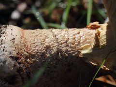 Amanita ochrophylla