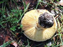 Amanita ochrophylla