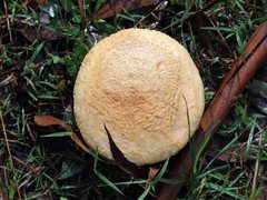 Amanita ochrophylla
