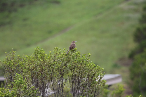 iNaturalist observation photo of California Thrasher