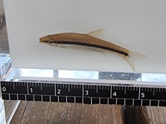 Japanese Minnow photo 3