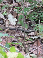 Thamnophis sirtalis concinnus