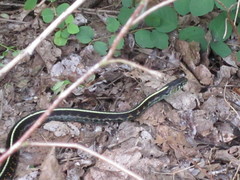 Thamnophis sirtalis concinnus