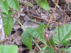 Thamnophis sirtalis concinnus