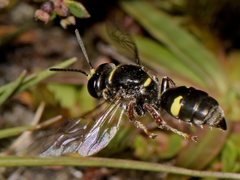 Clitemnestra plomleyi