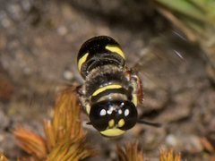 Clitemnestra plomleyi