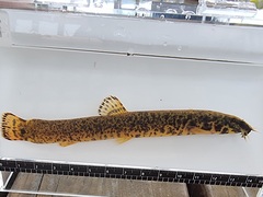 Nakdong White Nose Loach photo 1
